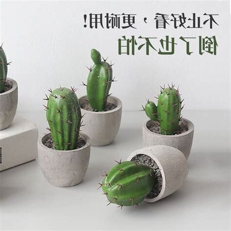 仙人掌 辦公室